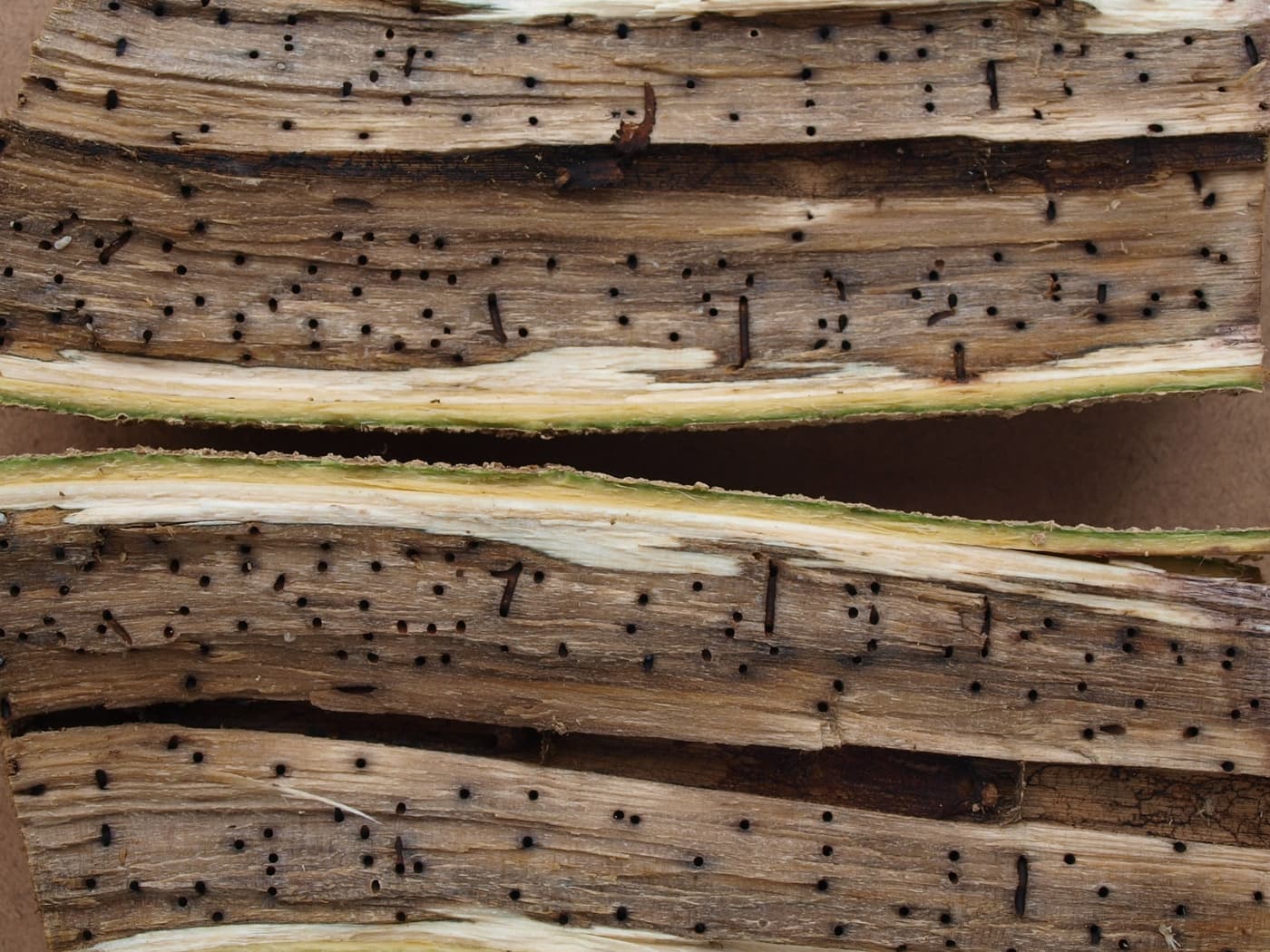 Polyphagous Shothole Borer / Euwallacea fornicatus