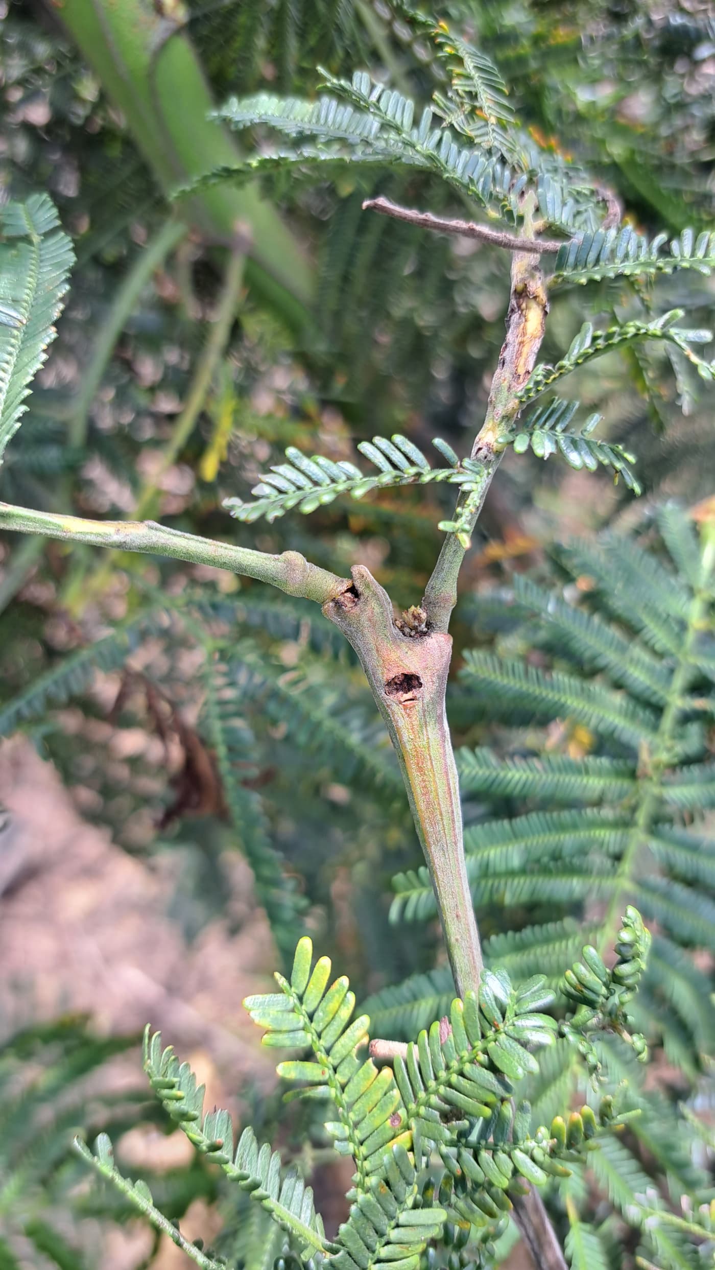 Melanterius seed weevil/ Melanterius inconspicuus