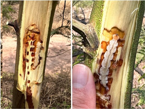 Boring damage of Agrilus grandis larva