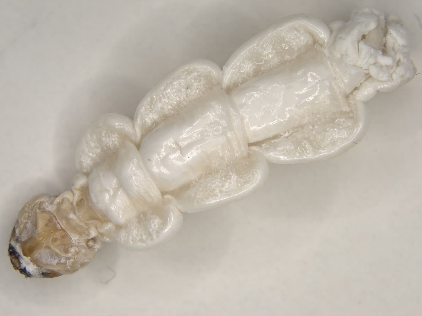 Small Agrilus grandis larva