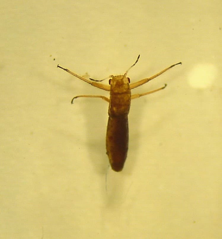 Monterey pine aphid/ Essigella californica