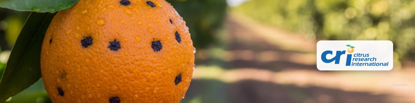 A Valencia orange on the tree with the small dark hard-spot lesions of citrus black spot, orchard rows soft in the background (illustration)