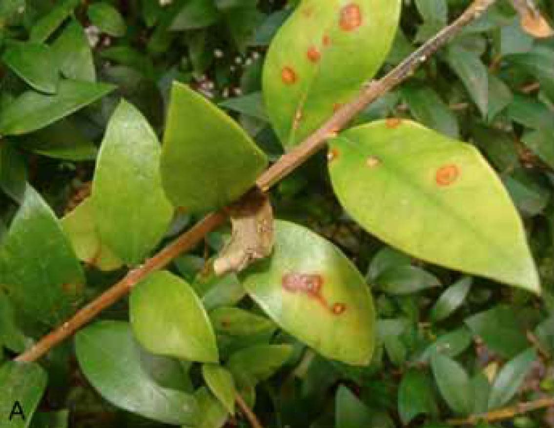 Myrtle Rust Pathogen now also in Limpopo