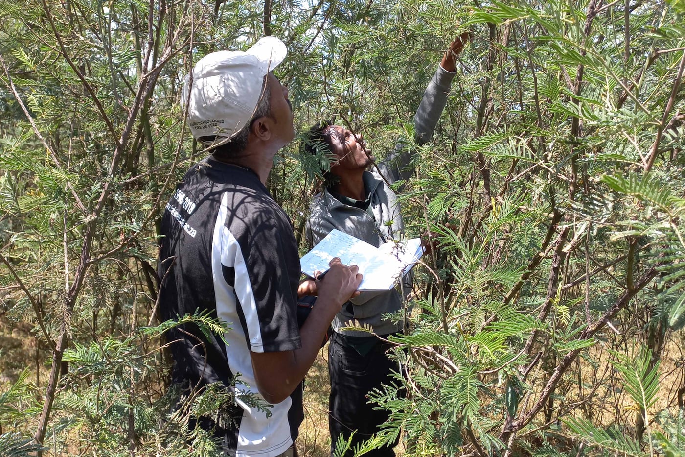 Survey of wattle pests and pathogens in Awi Zone, Ethiopia
