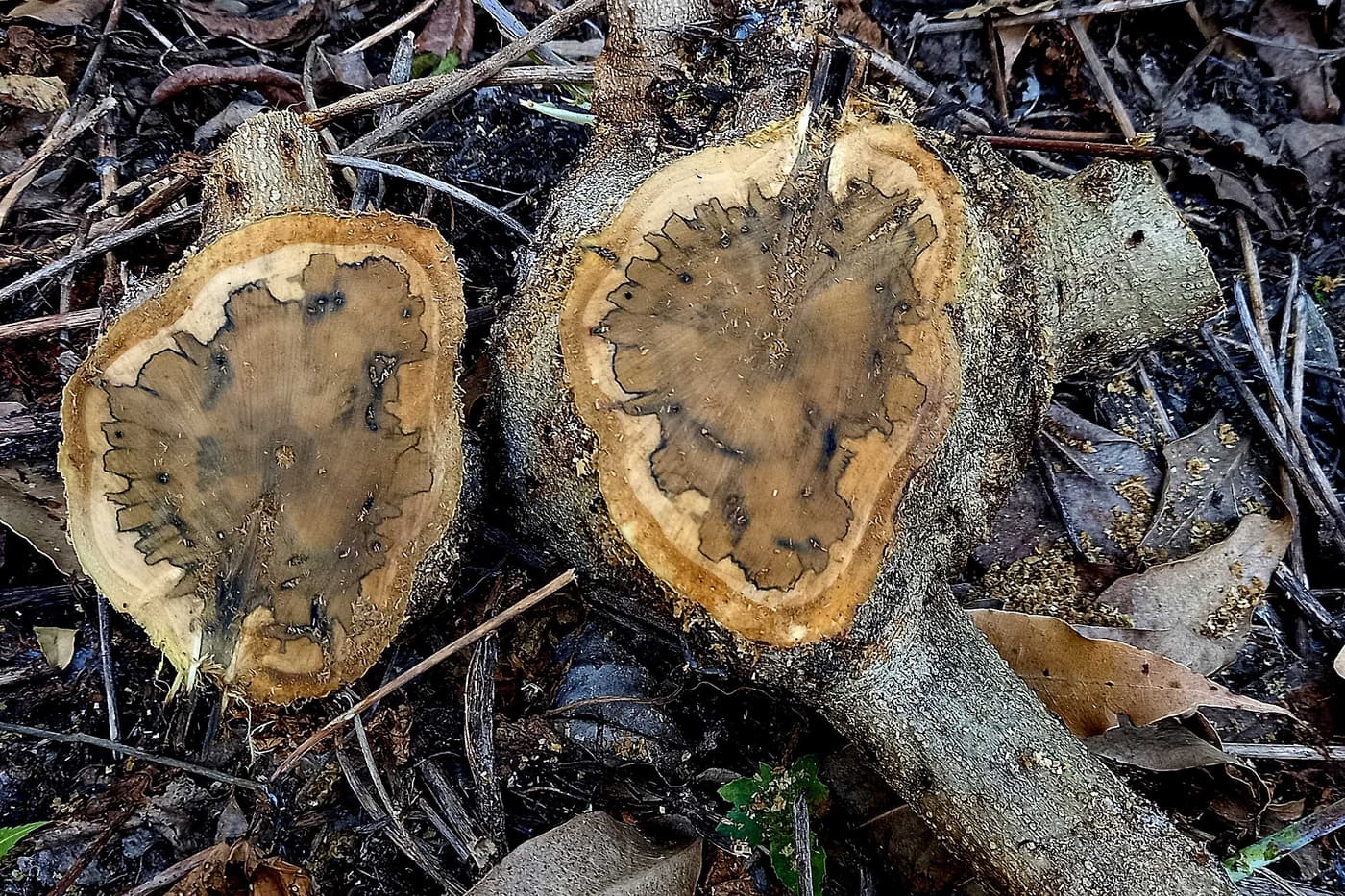 Sunshine, beetles and fungi