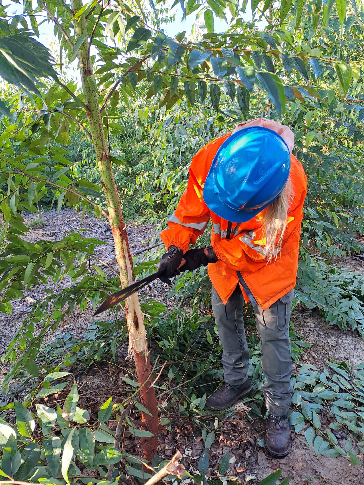 EPPI team performs the biggest impact evaluation from field inoculations of the canker pathogen <i>C