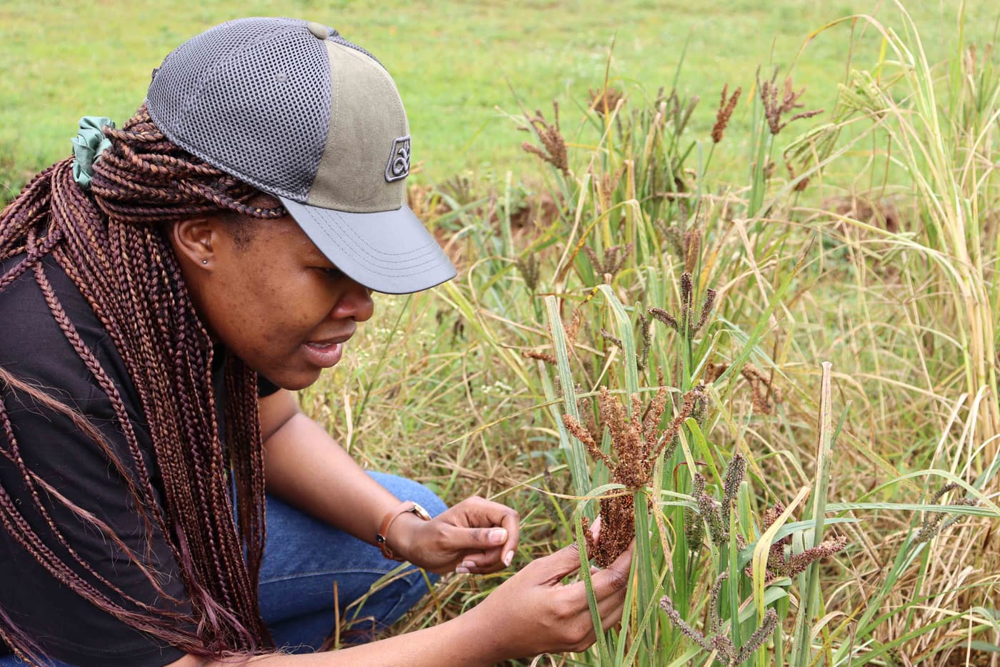 Maize disease outreach extends to Kenya