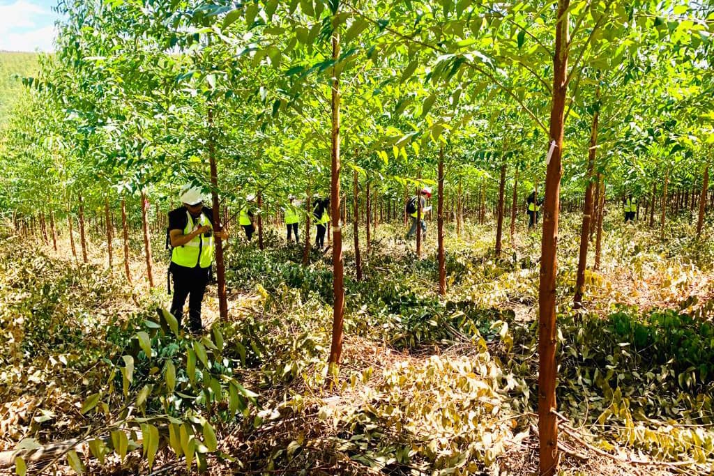 EPPI team undertakes the second large-scale field inoculation trial in 2023