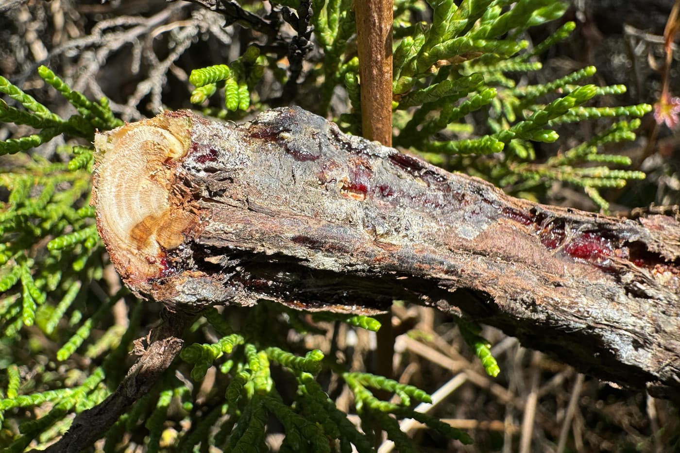 Pursuing Cypress canker questions with California collaborators