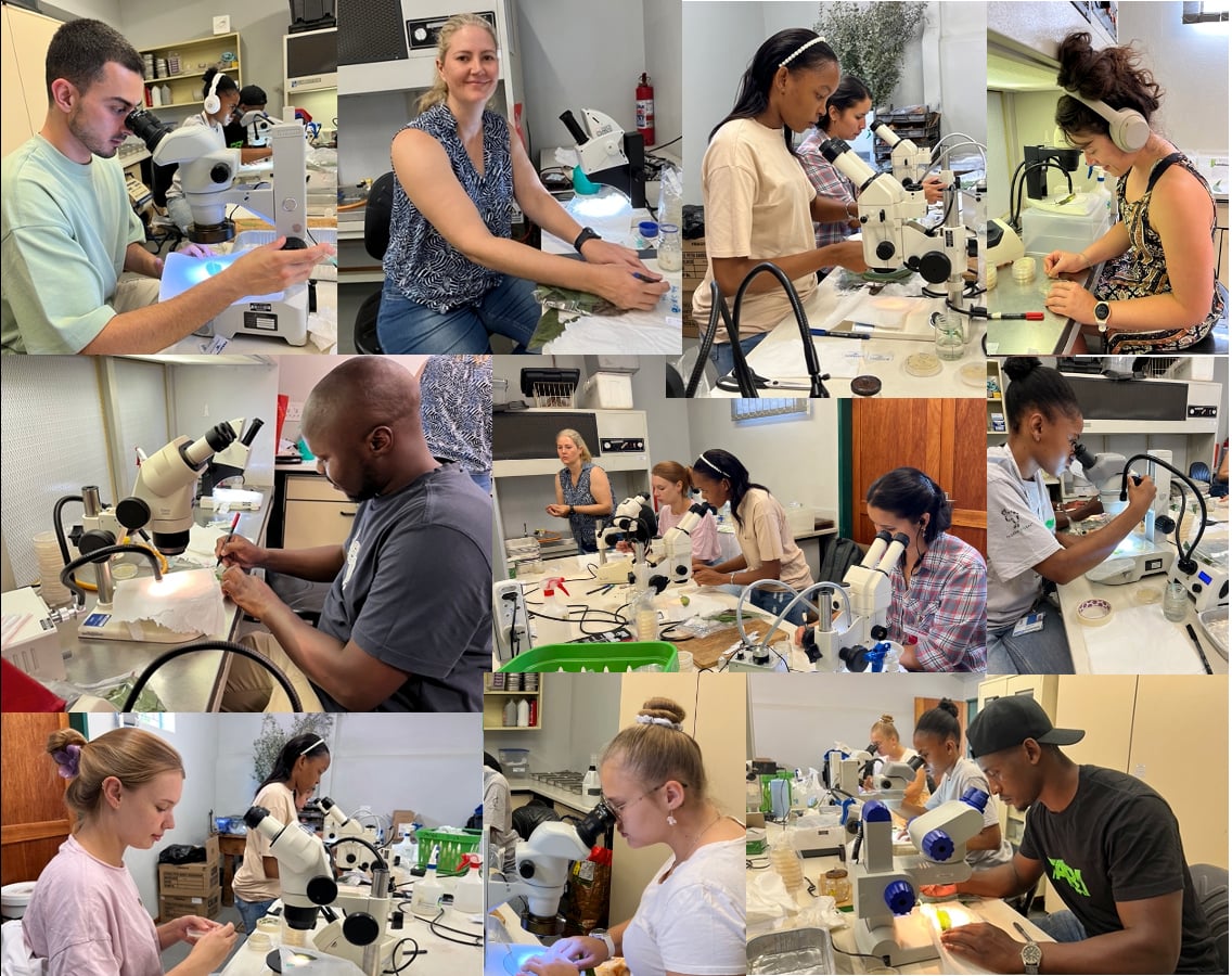 Isolation jamboree for <i>Elsinoe masingae</i>, a new pathogen of <i>Eucalyptus</i> in South Africa