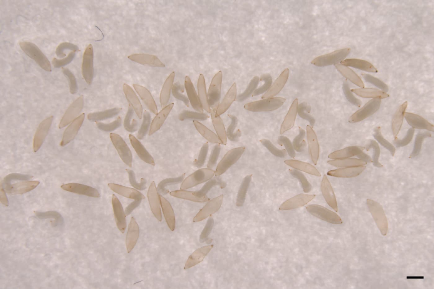 Nature Africa highlights novel research conducted at FABI on <i>Sirex</i> egg activation