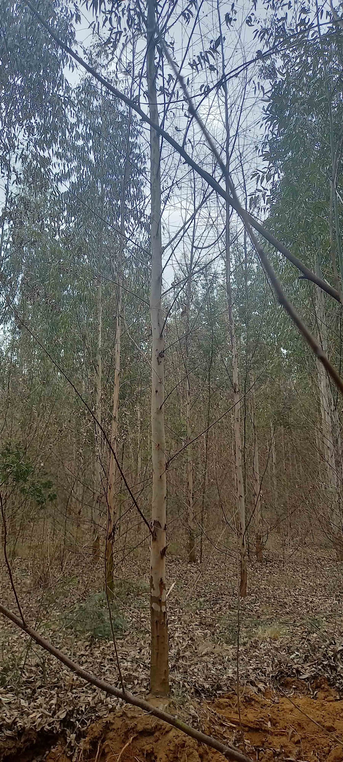 Assisting the investigation into declining <I>Eucalyptus</I> clones in Mpumalanga