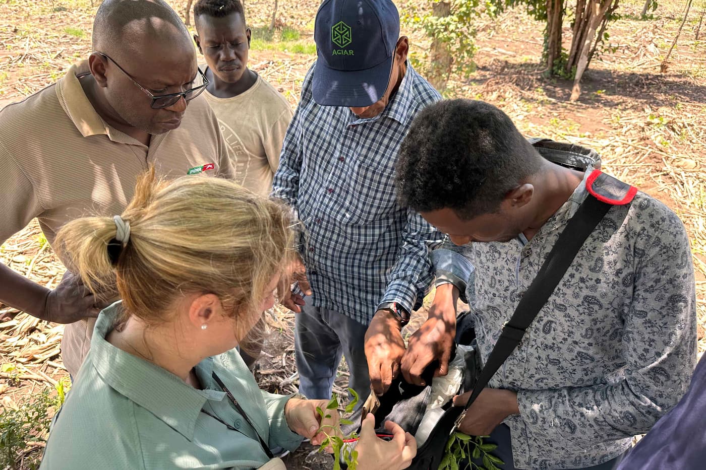 Investigating pests and diseases of Moringa and eucalypts in Ethiopia
