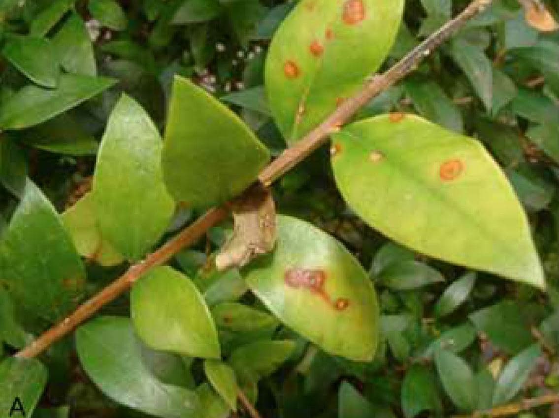 Myrtle rust pathogen, <i>Puccinia psidii</i>, spreading in South Africa