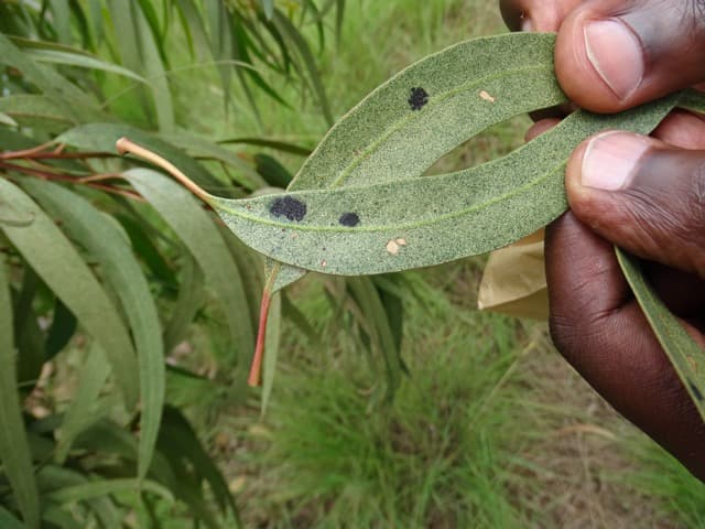 Insect pests of Eucalyptus in Rwanda