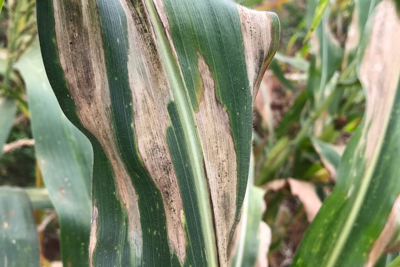 Kenya maize pathology workshop “on the equator” a resounding success