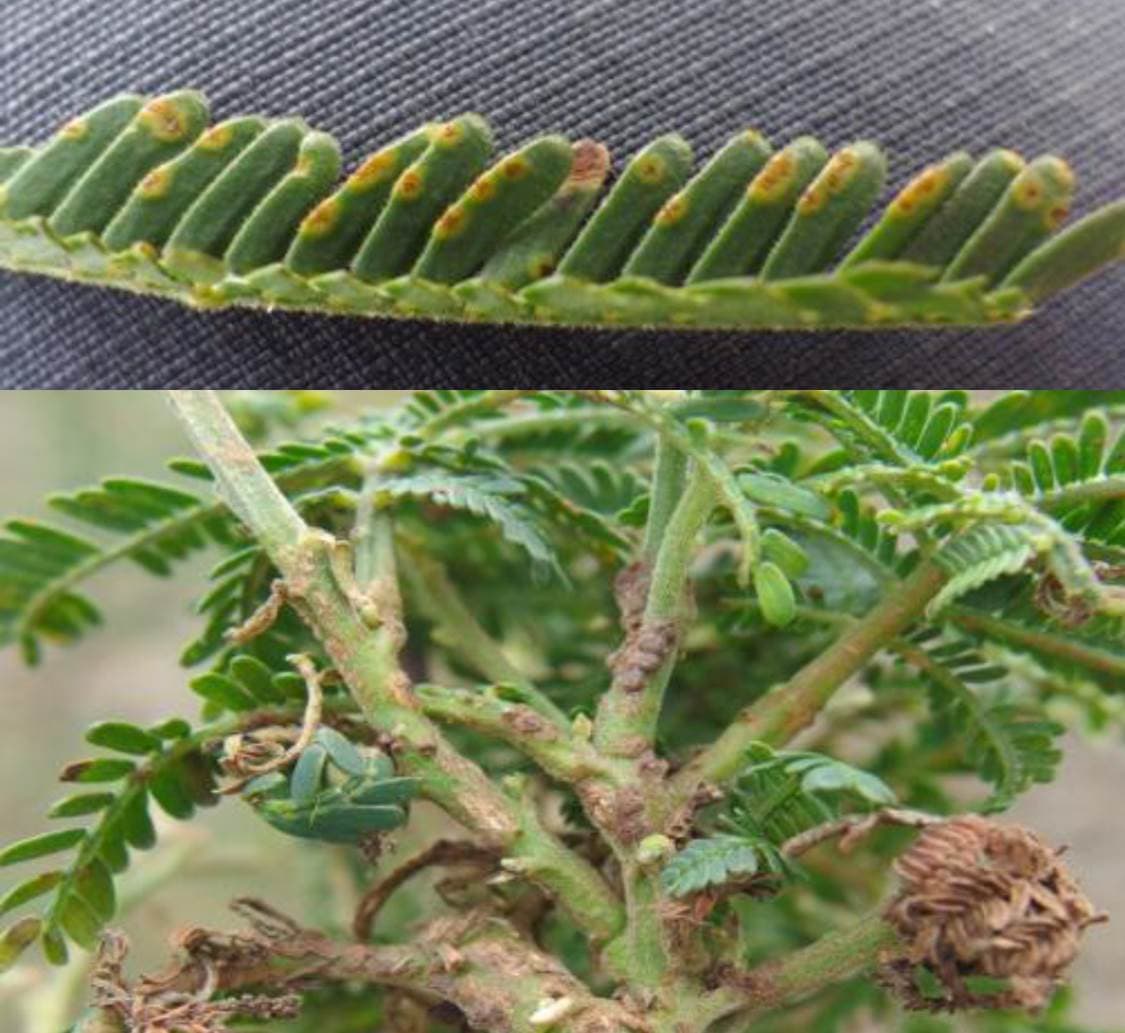 DISEASE ALERT: A new disease of black wattle in South Africa