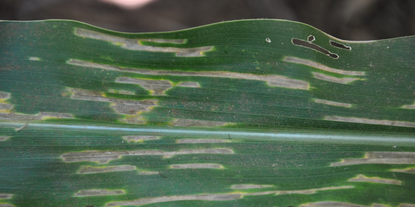 Grey leaf spot lesions, maize leaf
