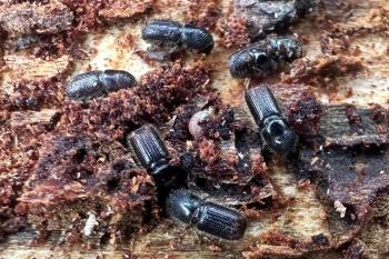 FABI researchers study and compare Croatian and South African bark beetle fungi