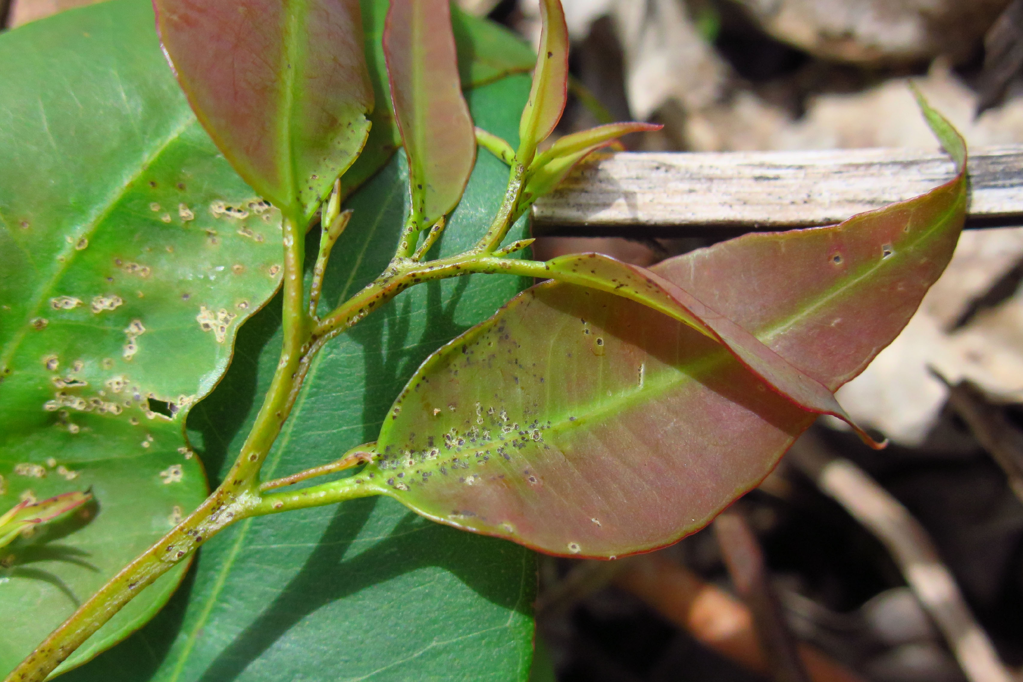 Pest/Pathogen of the Month