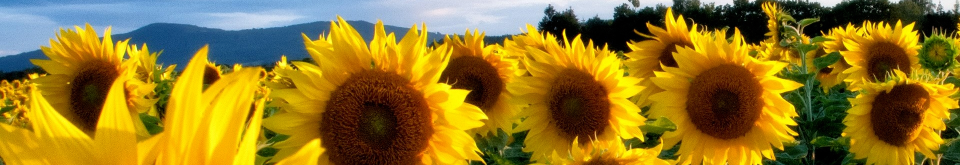 Sunflower_head.jpeg