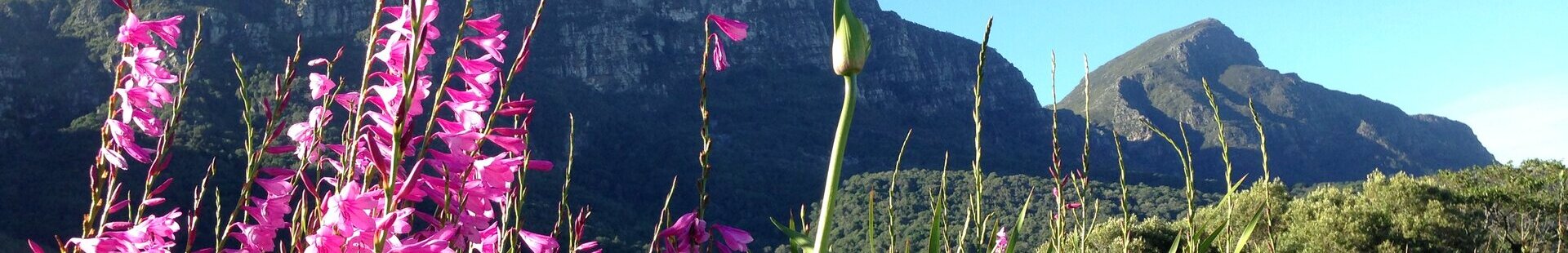 Kirstenbosch_4_header.jpg