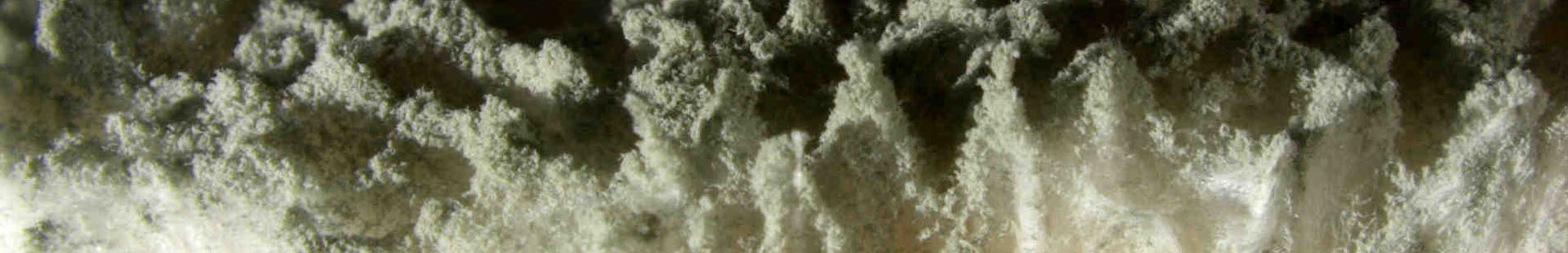 Talaromyces_ducaluxii_EDF2_075X.jpg