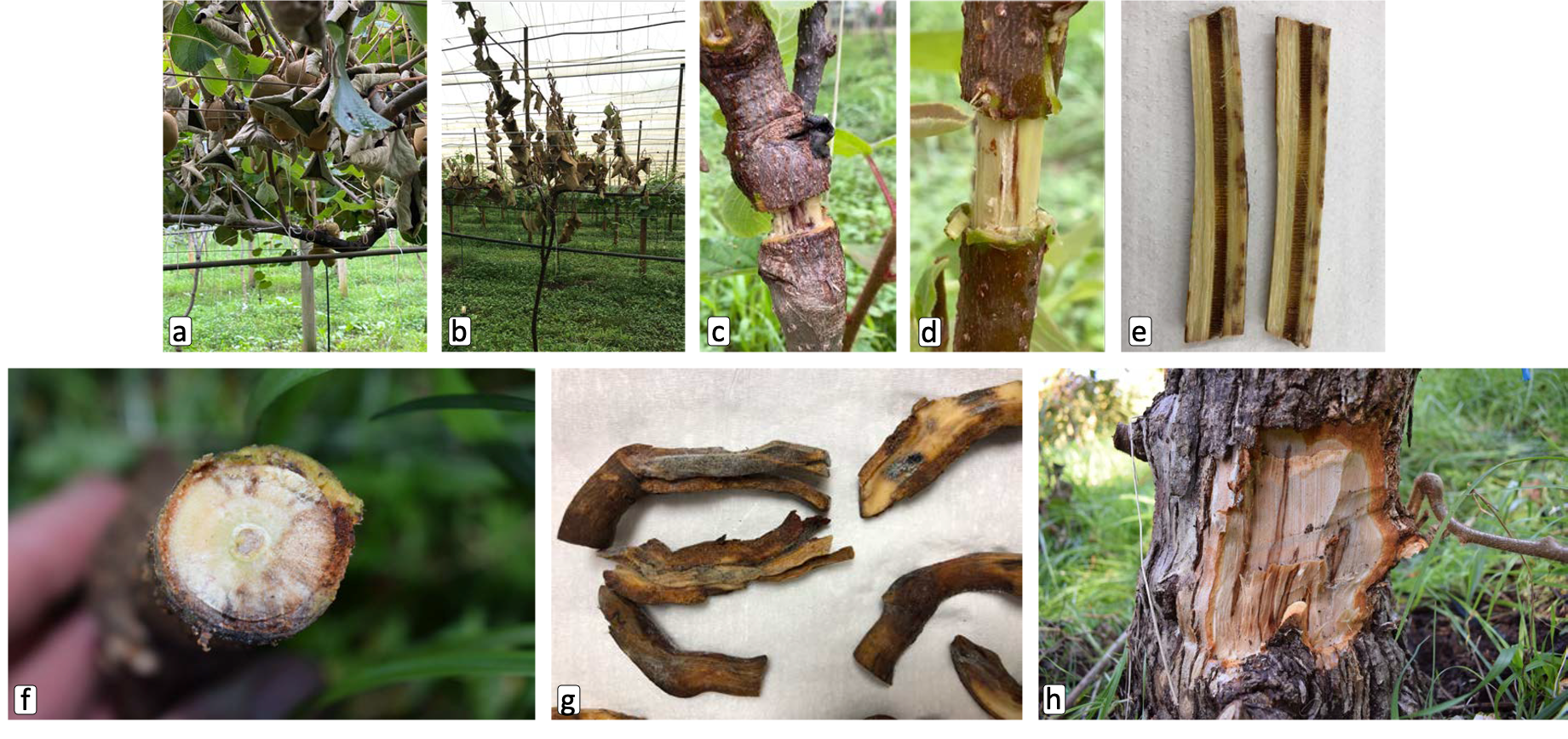 Ceratocystis wilt in Kiwi