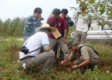 Investigating cause of root disease of Eucalyptus.