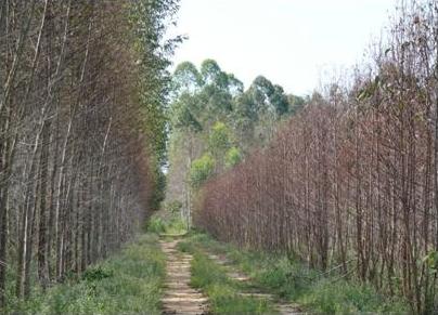 Major diseases and pests on eucalypt plantations in South China: Cylindrocladium leaf blight.