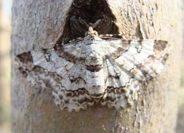 Major diseases and pests on eucalypt plantations in South China: Buzura infestation.